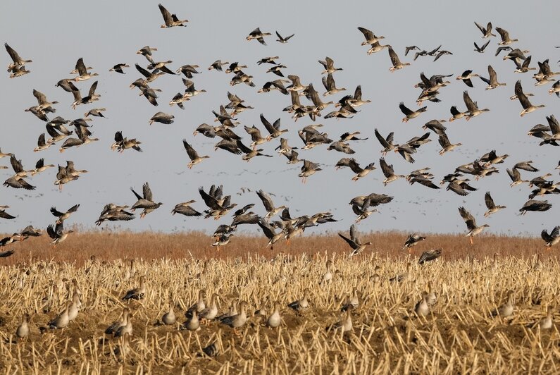 Не вмещаются ни в глаза, ни в объектив: через Калининградскую область мигрируют тысячи гусей (фото, видео) - Новости Калининграда | Фото: Юрий Таркин