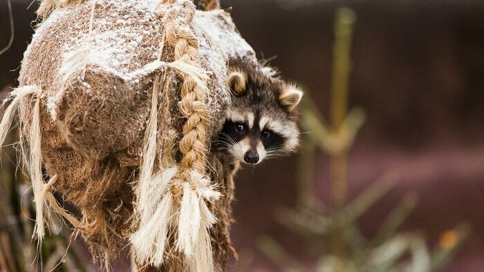 Котики, козы, кролики и альпаки: 5 мест в Калининграде, где можно пообщаться с животными - Новости Калининграда | Фото: архив «Клопс»