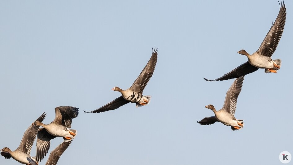 Не вмещаются ни в глаза, ни в объектив: через Калининградскую область мигрируют тысячи гусей (фото, видео) - Новости Калининграда | Фото: Юрий Таркин