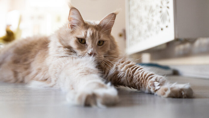 Котики, козы, кролики и альпаки: 5 мест в Калининграде, где можно пообщаться с животными - Новости Калининграда | Фото: архив «Клопс»