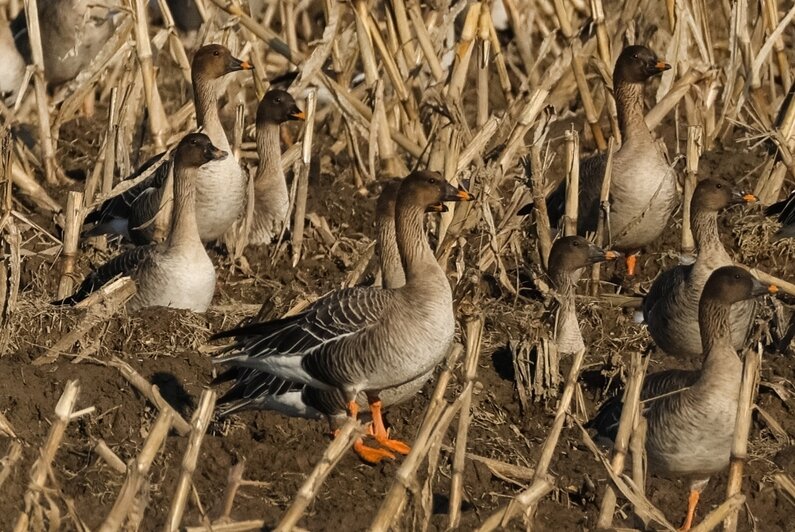 Не вмещаются ни в глаза, ни в объектив: через Калининградскую область мигрируют тысячи гусей (фото, видео) - Новости Калининграда | Фото: Юрий Таркин