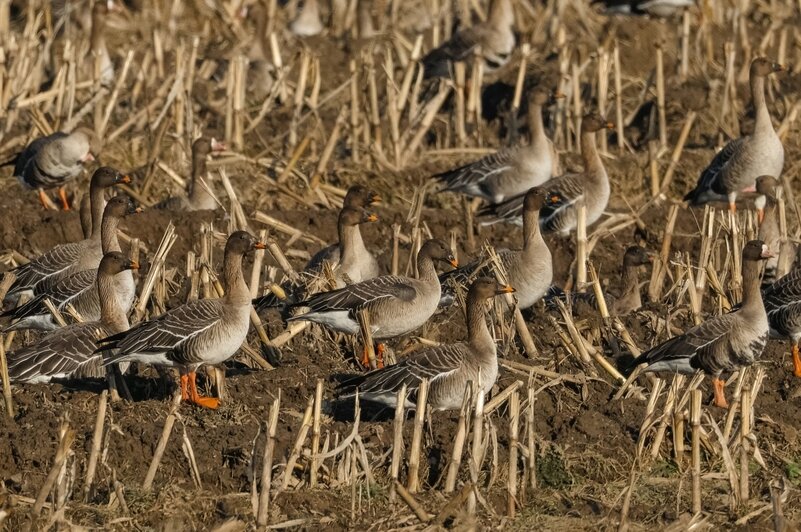Не вмещаются ни в глаза, ни в объектив: через Калининградскую область мигрируют тысячи гусей (фото, видео) - Новости Калининграда | Фото: Юрий Таркин