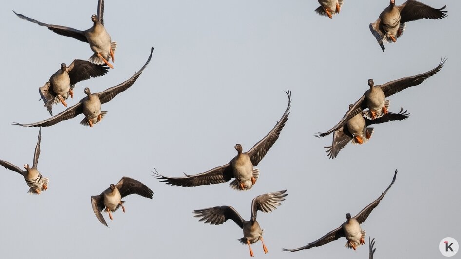 Не вмещаются ни в глаза, ни в объектив: через Калининградскую область мигрируют тысячи гусей (фото, видео) - Новости Калининграда | Фото: Юрий Таркин
