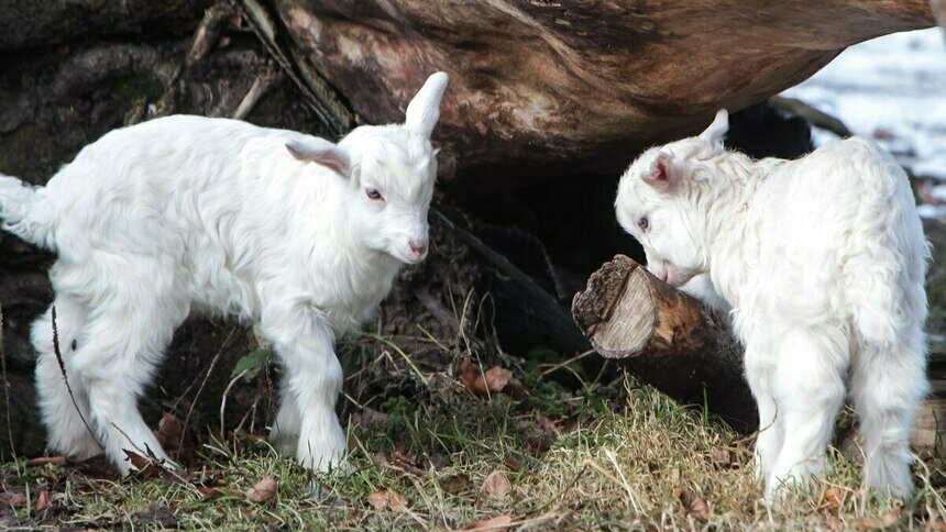Котики, козы, кролики и альпаки: 5 мест в Калининграде, где можно пообщаться с животными - Новости Калининграда | Фото: архив «Клопс»