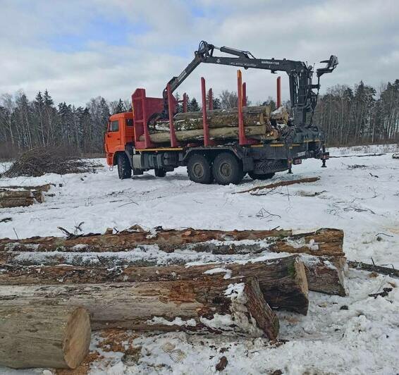 В лесничестве под Полесском начали вырубать больные и повреждённые деревья - Новости Калининграда | Фото: канал министерства природных ресурсов и экологии Калининградской области / Телеграм