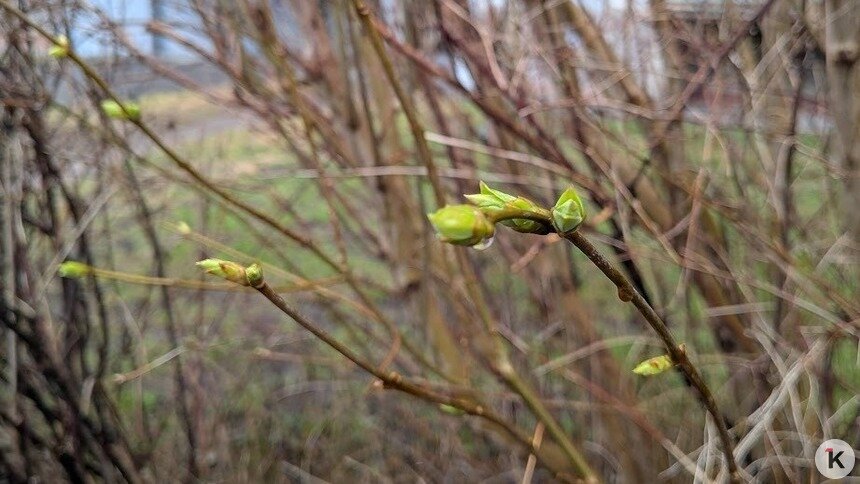 Промерзание почвы может быть и на пользу саду — калининградский агроном   - Новости Калининграда | Фото: «Клопс»