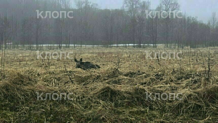 В Калининградской области электропастух превратился в охотника и уложил лося - Новости Калининграда | Фото очевидцев