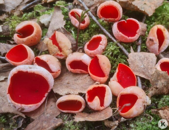 Десять кубов мусора и первые грибы сезона: месячник лесных субботников стартовал в Калининградской области (фото)   - Новости Калининграда | Фото: Николай Смирнов