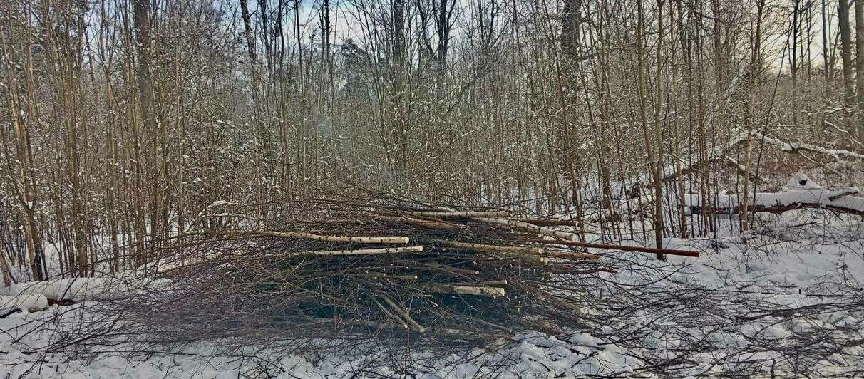 В лесничестве под Полесском начали вырубать больные и повреждённые деревья - Новости Калининграда | Фото: канал министерства природных ресурсов и экологии Калининградской области / Телеграм