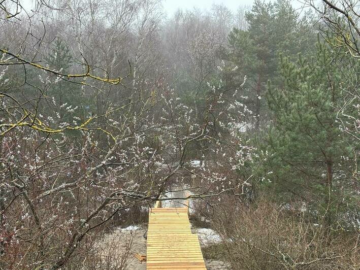 Для гостей Куршской косы делают новый переход через авандюну (фото) - Новости Калининграда | Фото: канал национального парка «Куршская коса» / Телеграм