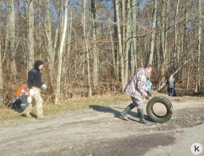 Десять кубов мусора и первые грибы сезона: месячник лесных субботников стартовал в Калининградской области (фото)   - Новости Калининграда | Фото: Николай Смирнов
