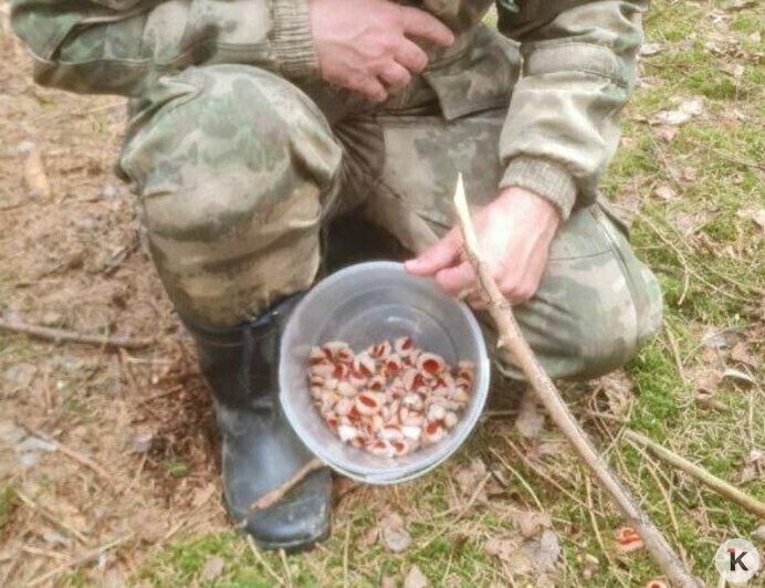 Десять кубов мусора и первые грибы сезона: месячник лесных субботников стартовал в Калининградской области (фото)   - Новости Калининграда | Фото: Николай Смирнов