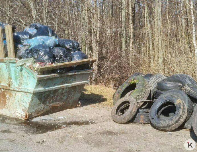Десять кубов мусора и первые грибы сезона: месячник лесных субботников стартовал в Калининградской области (фото)   - Новости Калининграда | Фото: Николай Смирнов
