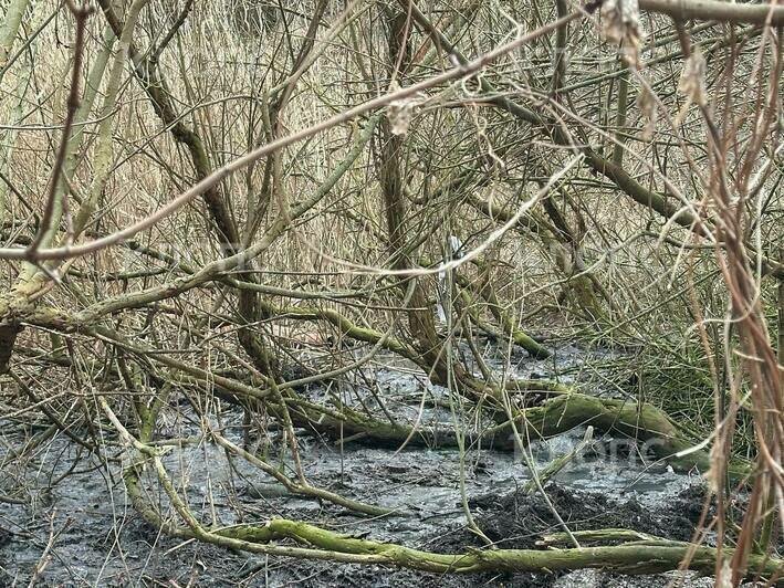 «От зловония некуда деться»: в Янтарном десятки мутных стоков впадают в море (видео)  - Новости Калининграда | Фото: Игорь