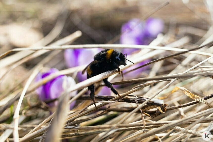 Фото дня: калининградский шмель уже устал от первых весенних хлопот - Новости Калининграда | Фото: Александр Подгорчук / «Клопс»