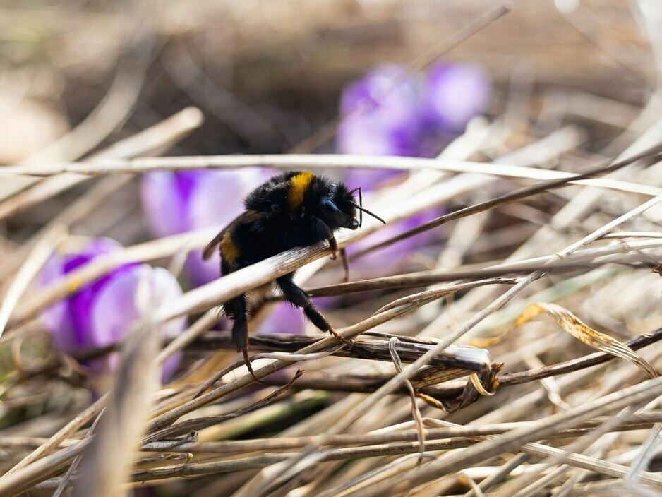 Фото дня: калининградский шмель уже устал от первых весенних хлопот