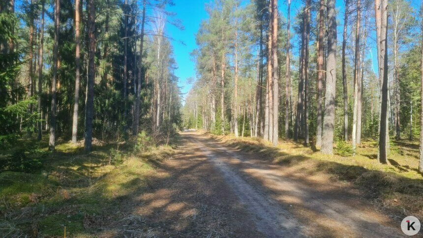 В Верхненеманском лесу на этой неделе планируют навести порядок на 258 квадратных километрах   - Новости Калининграда | Фото: Николай Смирнов