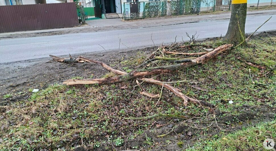 «Вы не представляете, как страшно»: в Калининграде сухие сучья огромного старого дерева валятся прямо на тротуар (фото)   - Новости Калининграда | Фото: Елена