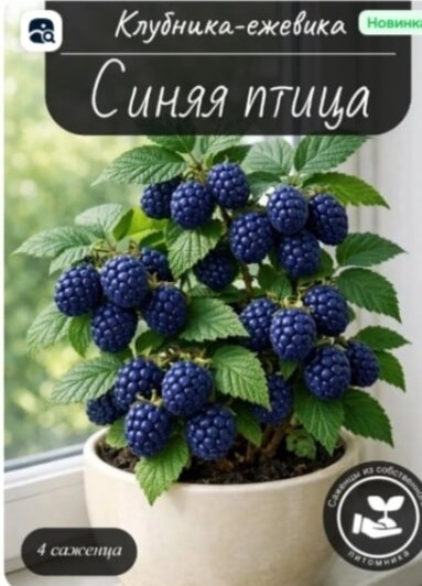 Фиолетовая клубника и полосатая черешня: калининградцы клюют на яркие картинки и покупают странные семена   - Новости Калининграда | Фото: скриншот этикеток