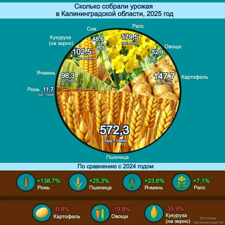 Рекорд зерна - провал овощей: как изменился урожай в Калининградской области | Инфографика: Артем Пахоменко