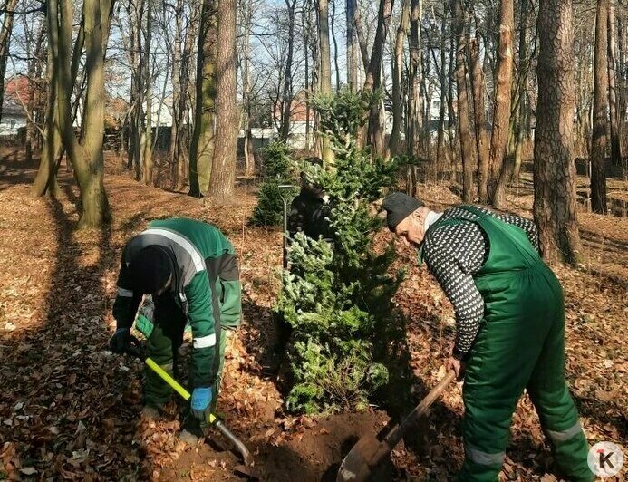 Новогодние пихты в Калининграде высадили из кадок на постоянное место (фото)   - Новости Калининграда | Фото: дирекция ландшафтных парков
