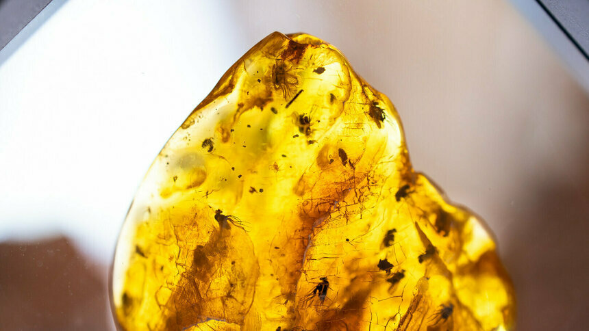 Калининградский янтарный комбинат объявил ежегодный конкурс для юных художников - Новости Калининграда | Фото: архив «Клопс»