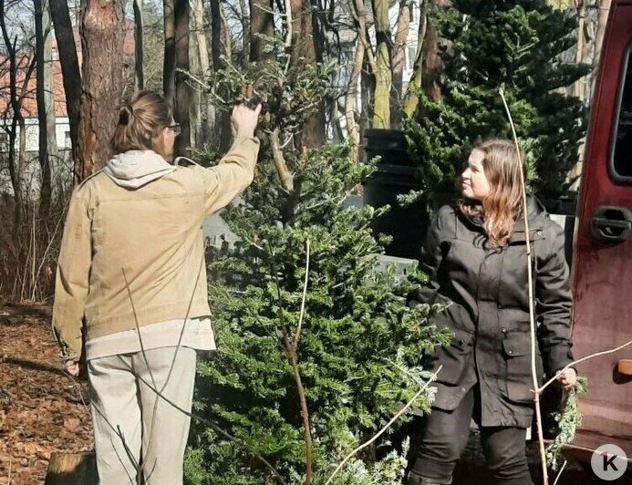 Новогодние пихты в Калининграде высадили из кадок на постоянное место (фото)   - Новости Калининграда | Фото: дирекция ландшафтных парков