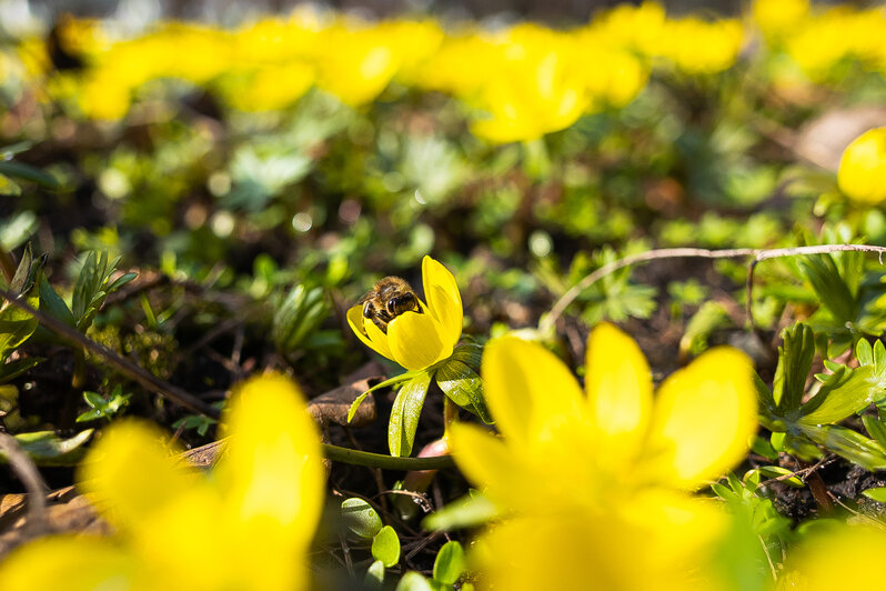 Весна у самой бровки: в Калининграде зацвели ирисы и крокусы (фоторепортаж)   - Новости Калининграда | Фото: Александр Подгорчук / «Клопс»