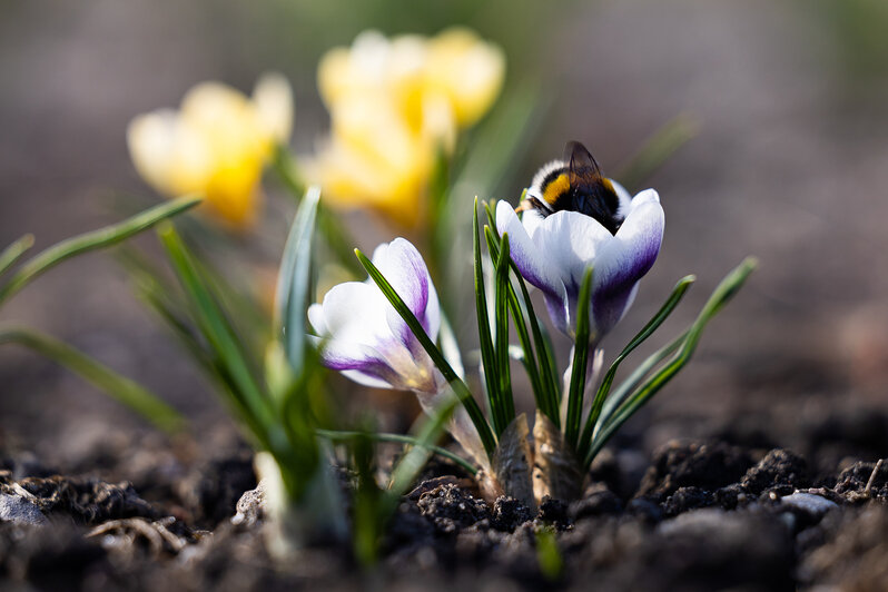 Весна у самой бровки: в Калининграде зацвели ирисы и крокусы (фоторепортаж)   - Новости Калининграда | Фото: Александр Подгорчук / «Клопс»