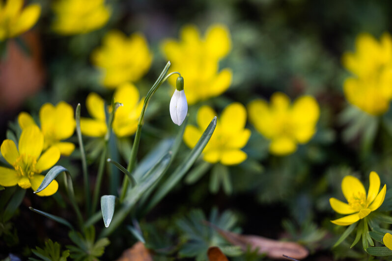 Весна у самой бровки: в Калининграде зацвели ирисы и крокусы (фоторепортаж)   - Новости Калининграда | Фото: Александр Подгорчук / «Клопс»
