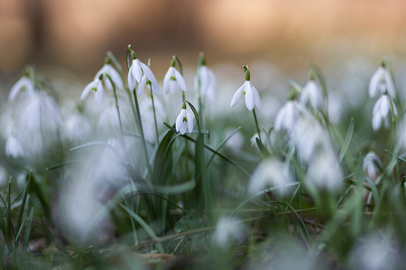 Весна у самой бровки: в Калининграде зацвели ирисы и крокусы (фоторепортаж)   - Новости Калининграда | Фото: Александр Подгорчук / «Клопс»