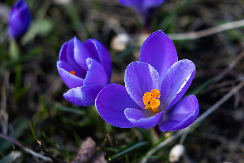 Весна у самой бровки: в Калининграде зацвели ирисы и крокусы (фоторепортаж)   - Новости Калининграда | Фото: Александр Подгорчук / «Клопс»