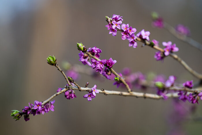 Весна у самой бровки: в Калининграде зацвели ирисы и крокусы (фоторепортаж)   - Новости Калининграда | Фото: Александр Подгорчук / «Клопс»