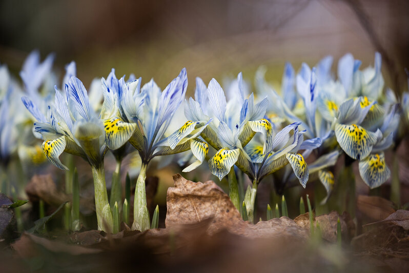 Весна у самой бровки: в Калининграде зацвели ирисы и крокусы (фоторепортаж)   - Новости Калининграда | Фото: Александр Подгорчук / «Клопс»