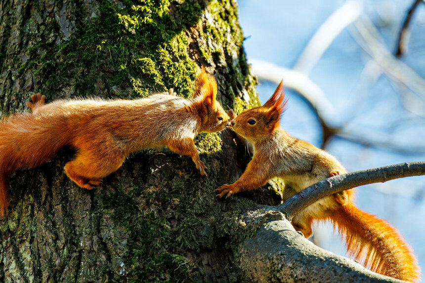 Белки на Литовском валу в Калининграде  | Фото: Александр Мелехов