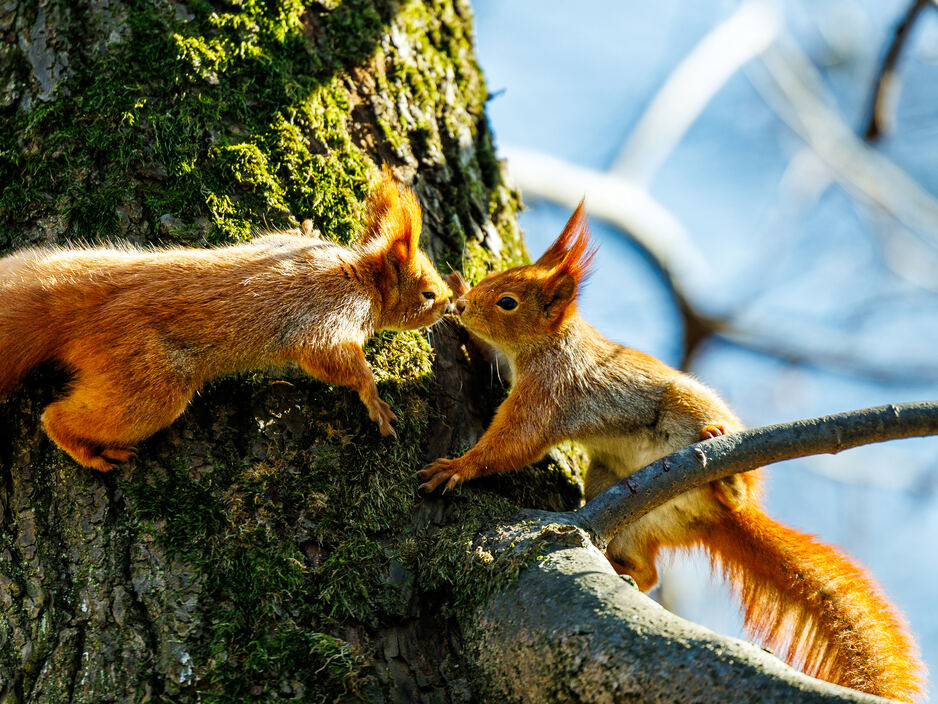 Белки на Литовском валу в Калининграде