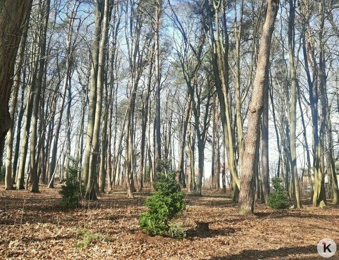 Новогодние пихты в Калининграде высадили из кадок на постоянное место (фото)   - Новости Калининграда | Фото: дирекция ландшафтных парков
