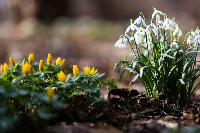 Весна у самой бровки: в Калининграде зацвели ирисы и крокусы (фоторепортаж)   - Новости Калининграда | Фото: Александр Подгорчук / «Клопс»