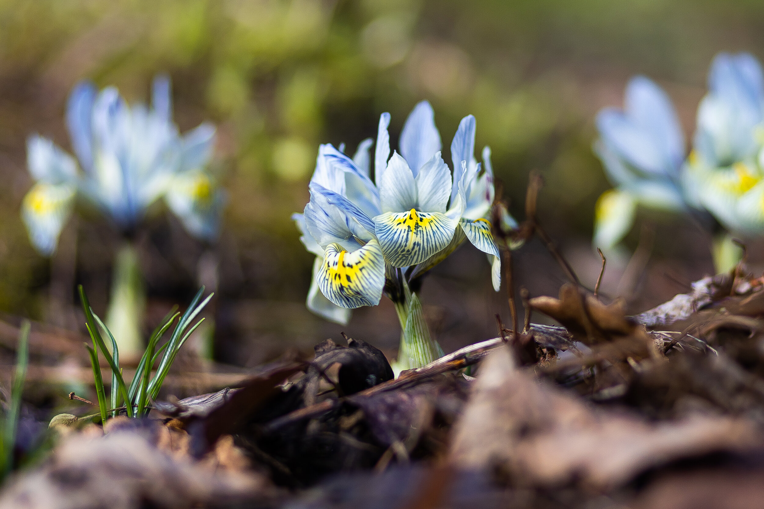 Весна у самой бровки: в Калининграде зацвели ирисы и крокусы (фоторепортаж)   - Новости Калининграда