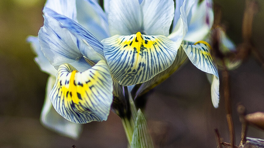 Весна у самой бровки: в Калининграде зацвели ирисы и крокусы (фоторепортаж)   - Новости Калининграда