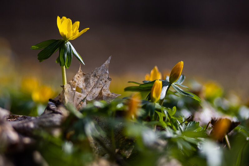 Весна у самой бровки: в Калининграде зацвели ирисы и крокусы (фоторепортаж)   - Новости Калининграда | Фото: Александр Подгорчук / «Клопс»