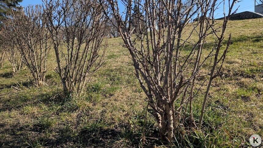На лыжах по газону: зачем и когда это нужно делать, рассказал калининградский агроном   - Новости Калининграда | Фото: «Клопс»