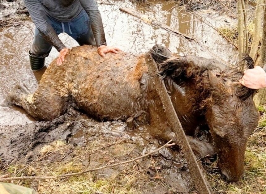 Провалившийся в болото жеребенок несколько часов провел в ледяной жиже. | Фото со страницы ВКонтакте Руслана Хисамова.