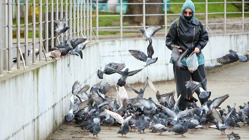 Зараза на крыльях: биолог рассказал, чем опасны стаи голубей - Новости Калининграда | Фото: Александр Подгорчук / Архив «Клопс»