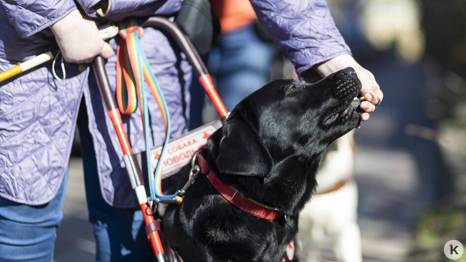 Доехать до моря: как собаки-поводыри помогают незрячим калининградцам снова чувствовать себя свободными (фото)   - Новости Калининграда | Фото: Александр Подгорчук / «Клопс»