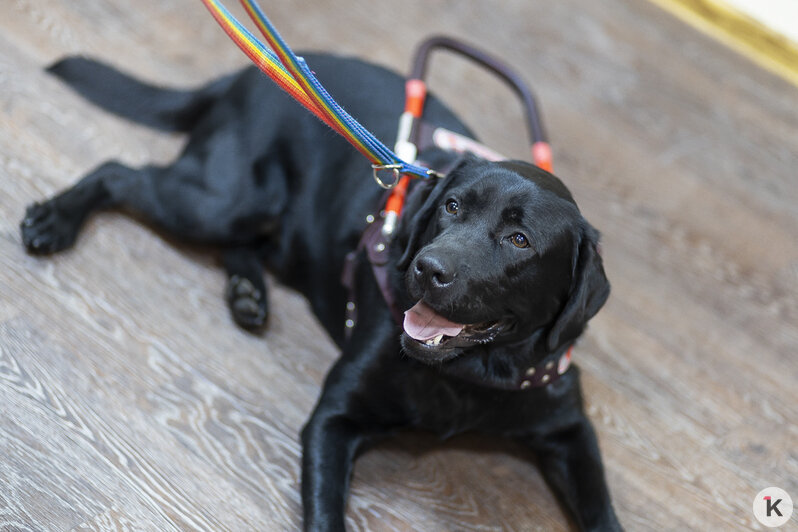 Доехать до моря: как собаки-поводыри помогают незрячим калининградцам снова чувствовать себя свободными (фото)   - Новости Калининграда | Фото: Александр Подгорчук / «Клопс»
