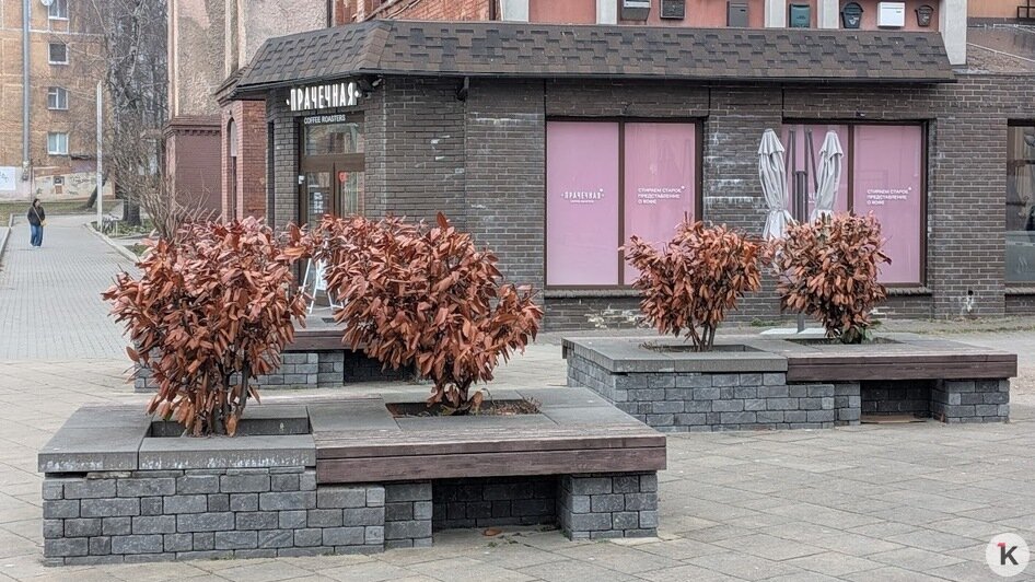 Специалисты разберутся: Елена Дятлова прокомментировала состояние декоративных кустарников на Рокоссовского (фото)   - Новости Калининграда | Фото: «Клопс»