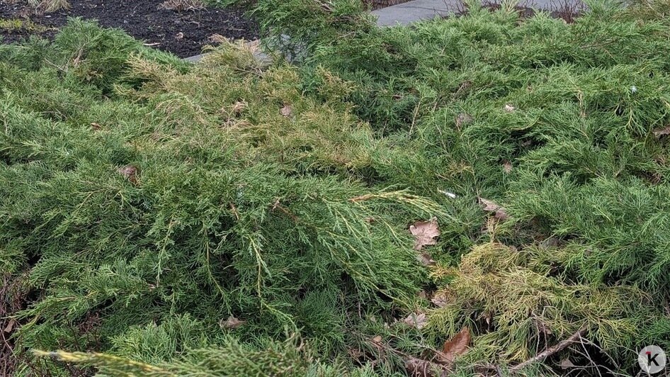 Специалисты разберутся: Елена Дятлова прокомментировала состояние декоративных кустарников на Рокоссовского (фото)   - Новости Калининграда | Фото: «Клопс»