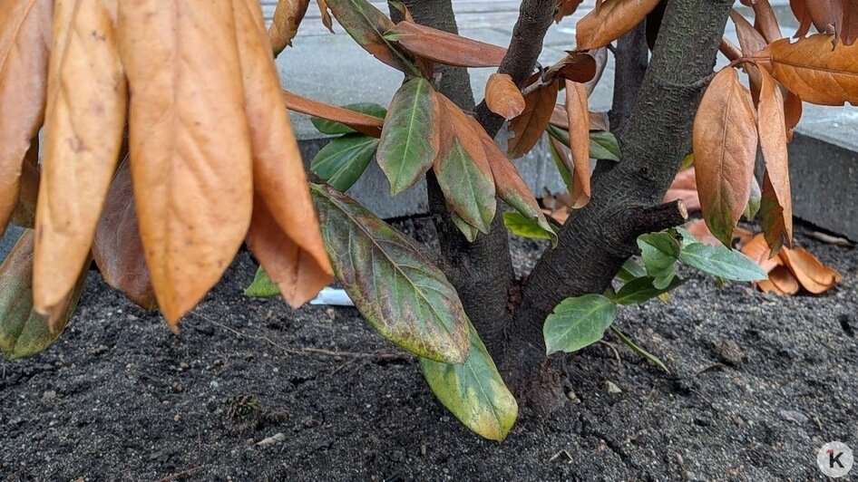 Специалисты разберутся: Елена Дятлова прокомментировала состояние декоративных кустарников на Рокоссовского (фото)   - Новости Калининграда | Фото: «Клопс»