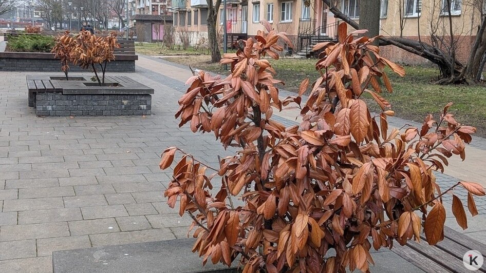 Специалисты разберутся: Елена Дятлова прокомментировала состояние декоративных кустарников на Рокоссовского (фото)   - Новости Калининграда | Фото: «Клопс»
